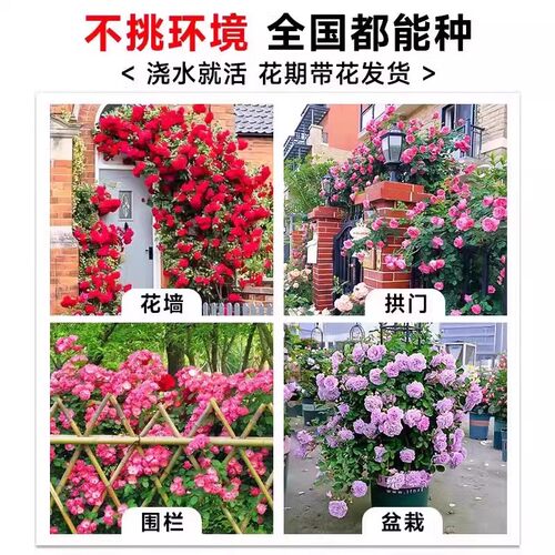 粉色达芬奇爬藤蔷薇植物月季花苗四季开大花浓香藤本花卉盆栽玫瑰 - 图2