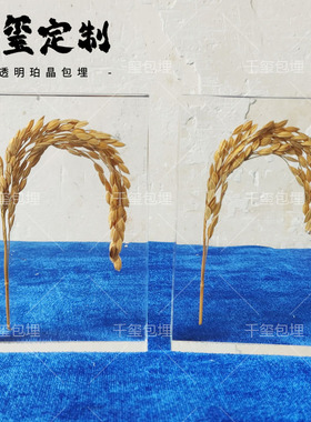 稻谷水稻高粱小麦标本种子装饰墙面亚克力内嵌水晶胶滴胶农业文创