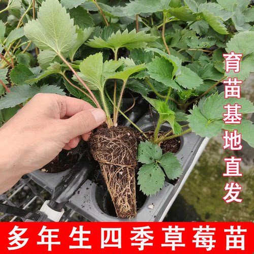 草莓苗四季盆栽食用奶油隋珠红颜白雪穴盘苗果苗南北阳台种植好养 - 图2