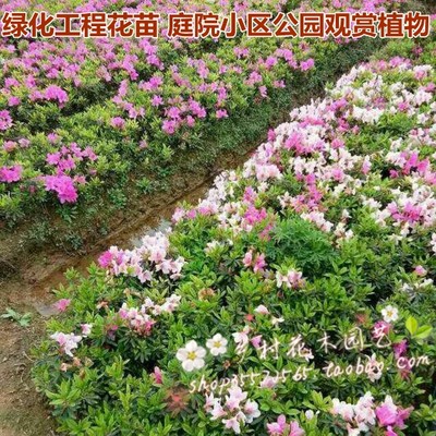 西洋杜鹃花苗庭院花卉植物毛杜鹃花苗毛娟苗木春夏鹃四季花坛绿篱 虎窝淘