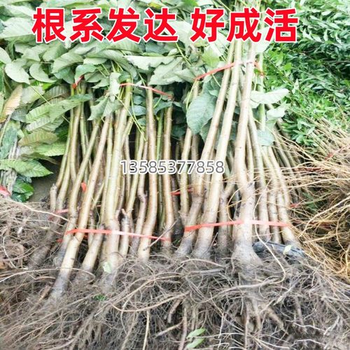 文玩核桃苗树狮子头蛤蟆头嫁接南方北方地栽特大盆栽种植当年结果-图1