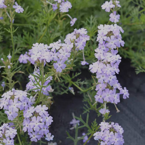 老树家 美女樱 多季开花耐寒耐热庭院爆盆  穴盘小苗  9.9包邮 - 图1