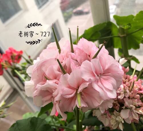 老树家 直立天竺合集四 L M N P Q12厘米盆苗满28包邮 - 图2