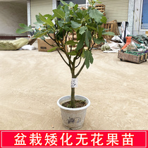 Potted dwarf fig tree fruit sapiens megacrudacia red Baraunai Qingpi South Northern with soil No flower fruit Miao
