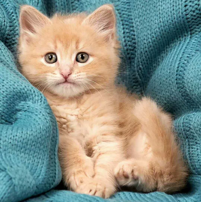 猫咪活幼体橘猫活物狮子猫橘猫活体幼崽猫咪活体田园猫活体狸花猫 虎窝淘