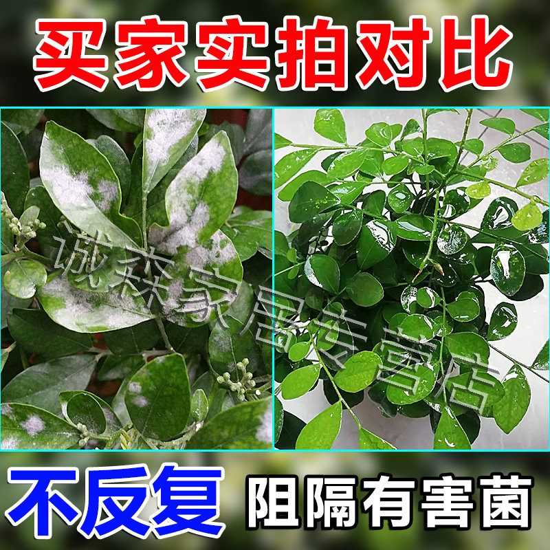 九里香专用肥黄叶白粉虫叶枯病一喷绿叶面杀菌药剂花卉植物营养液,淘宝优惠券,粉丝福利购,淘宝优惠卷