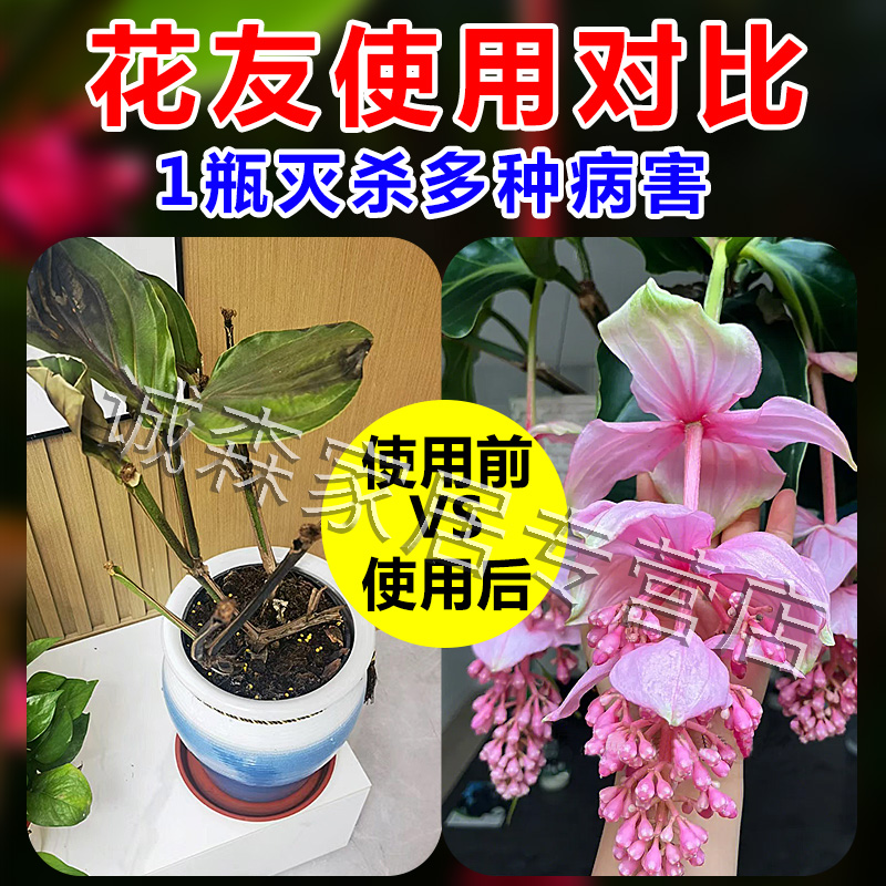 宝莲灯专用肥植物黄叶斑黑斑病药菌立清杀菌剂快速爆花开花营养液 - 图2
