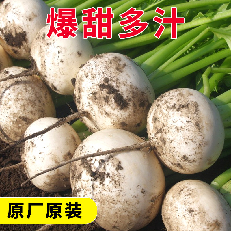 超甜春不老圆萝卜种子特大水果萝卜种籽易种春秋四季蔬菜阳台盆栽,淘宝优惠券,粉丝福利购,淘宝优惠卷