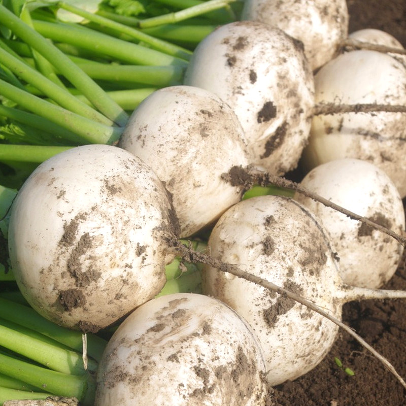 超甜春不老圆萝卜种子特大水果萝卜种籽易种春秋四季蔬菜阳台盆栽,淘宝优惠券,粉丝福利购,淘宝优惠卷