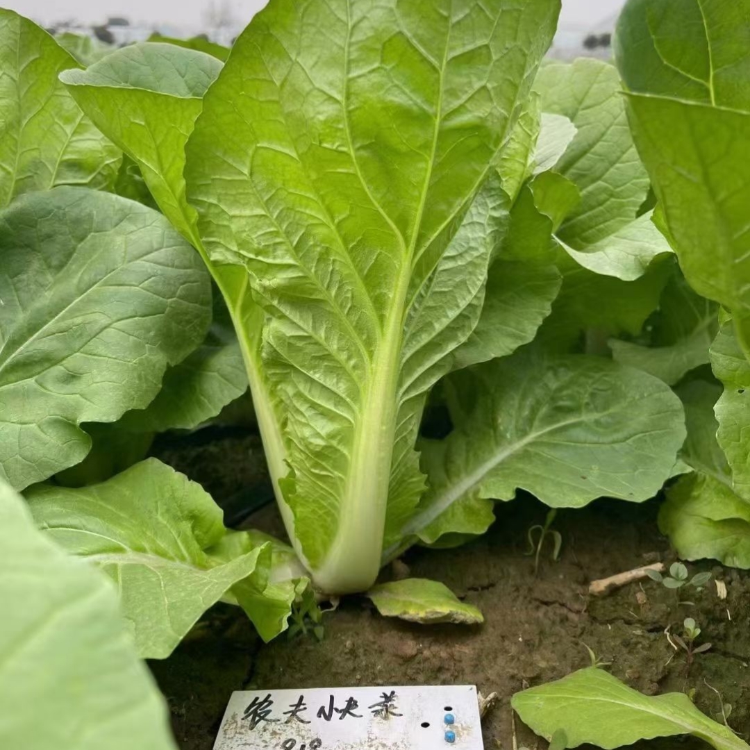 欧兰德农夫四季快菜种子夏播耐热耐湿抗病快菜小白菜蔬菜种子籽-图1