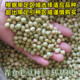 Early maturing edamame seeds, high yield edamame seeds, sweet and waxy
