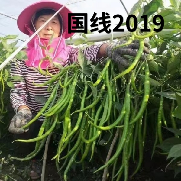 国线2019线椒种子 欧兰德加长型翠绿皮条椒线椒二荆条辣椒种子籽 - 图0