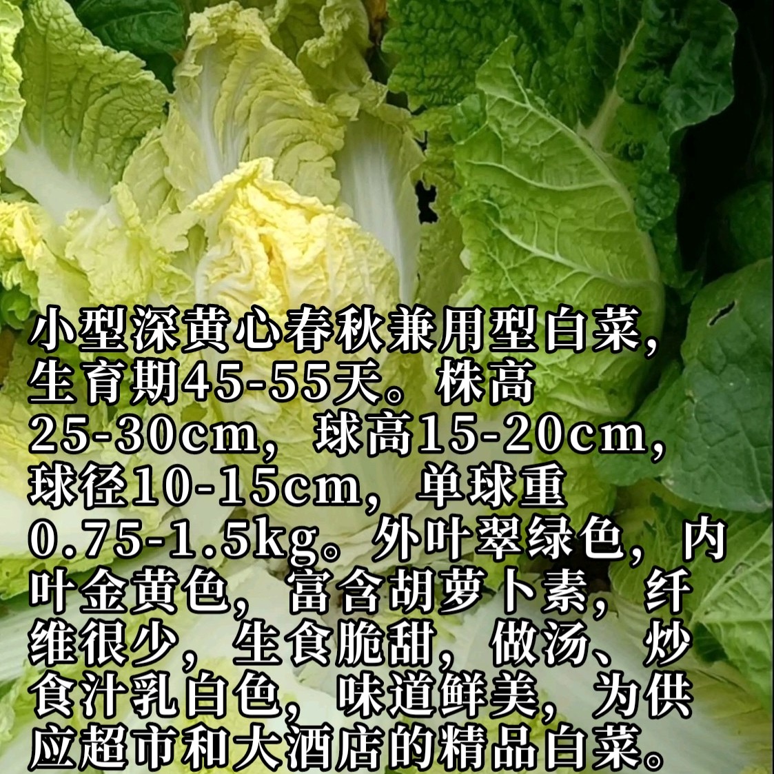 金贝贝娃娃菜种子籽黄芯黄叶耐热寒春秋蔬菜早熟秋小白菜种子籽-图3