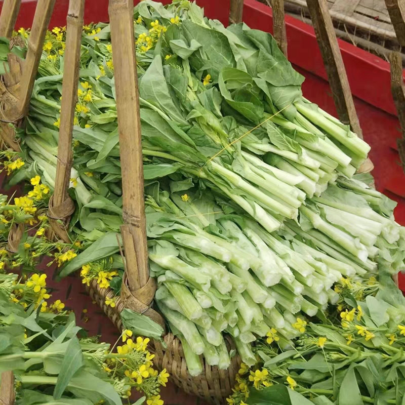 甜脆白菜苔种子早熟侧芽多味甜软白菜心四季农家庭院蔬菜种子籽孑 - 图1