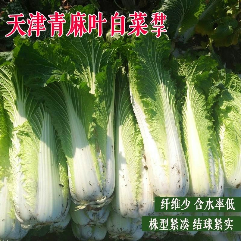 津绿75天津青麻叶菜种子大白菜种籽长筒型秋冬季白菜蔬菜种子绍菜 - 图0