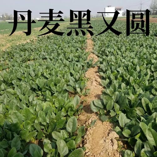 丹麦黑又圆菠菜种子大圆叶耐寒越冬趴地抗病四季菠菜种子籽孑春秋 - 图3