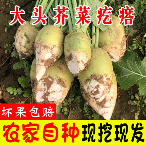 芥菜疙瘩新鲜现挖大头菜农家蔬菜老式生辣芥菜腌咸菜丝酱泡下饭菜 - 图0