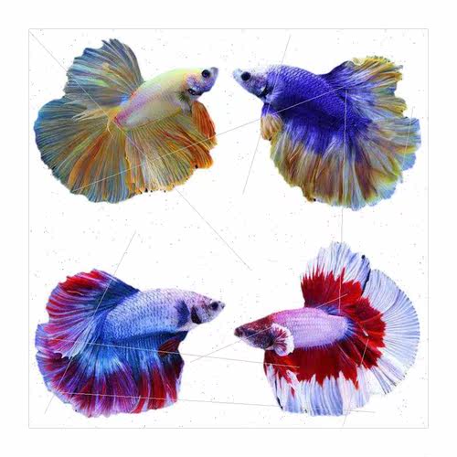 Thai Fighting Fish ve Fish Ornamental Fish Tropical Fish Sma - 图3