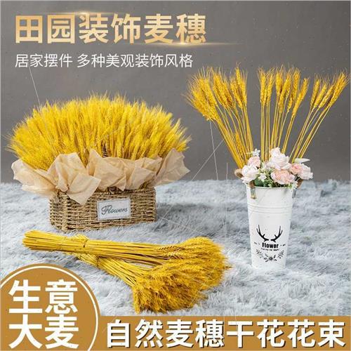 Barley dried flowers golden yellow real wheat ears wheat wed - 图1