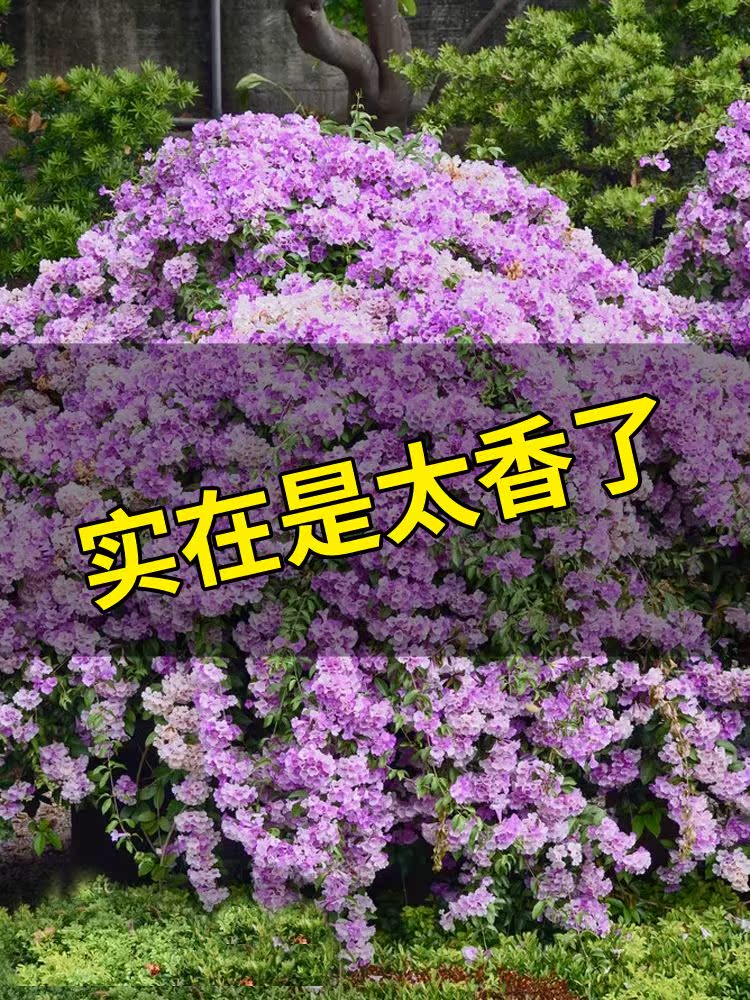 蒜香藤花苗紫铃藤藤本花根叶藤带蒜香味爬藤植物庭院花卉盆栽植物 锦芳丰旗舰店 淘优券 蒜香藤花苗紫铃藤藤本花根叶藤带蒜香味爬藤植物庭院花卉盆栽植物 锦芳丰旗舰店 淘优券