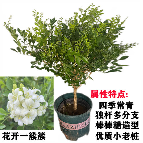 浓香庭院开花树苗易养七里香四季盆栽室内老桩九里香花苗植物阳台 - 图1