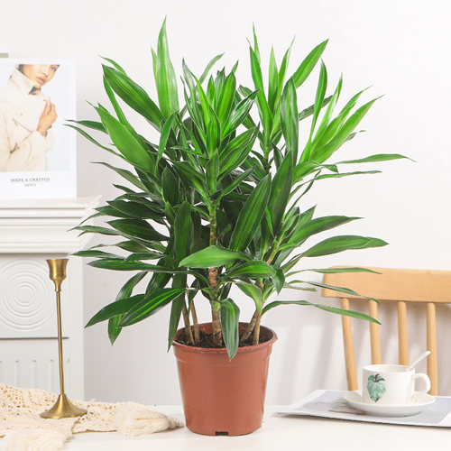金心百合竹苗盆栽室内花卉阳台绿植水培植物好养带根客厅耐寒耐晒 - 图3