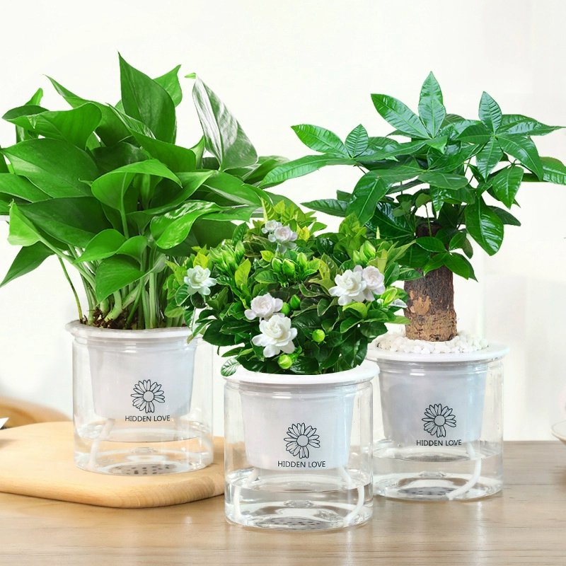 水培绿植盆栽花卉植物办公室内好养多肉仙人掌客厅水养栀子发财树