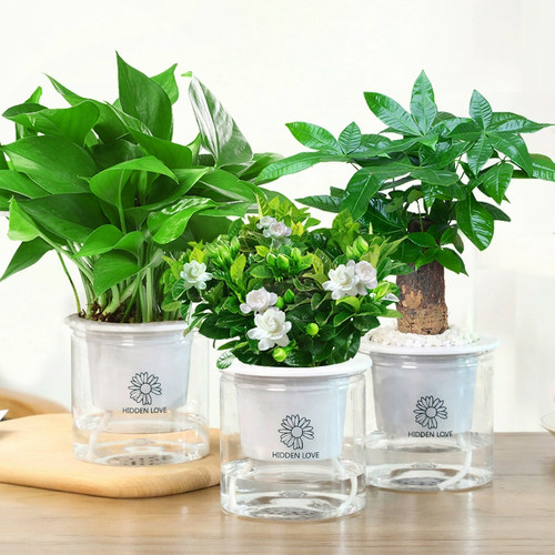 水培绿植盆栽花卉植物办公室内好养多肉仙人掌客厅水养栀子发财树 - 图1