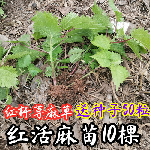 四川遂宁现采新鲜红火麻红杆荨麻草新鲜藿麻苗 根 茎红禾麻红活麻 - 图0