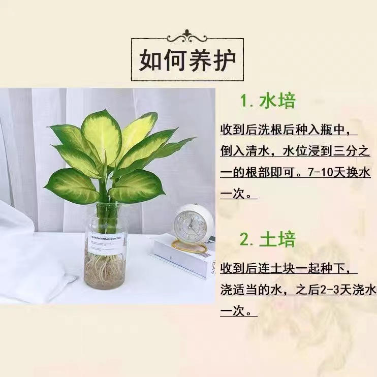 水培植物玛丽安盆栽花叶万年青吉利红万年红室内花卉绿植四季常青-图0