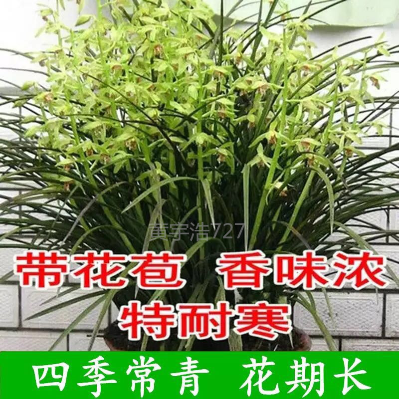 春兰蕙兰兰花苗兰草花不带花苞浓香植物盆景盆栽按斤卖包邮.-图2