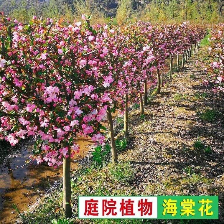 稀有品种海棠花东洋景复色海棠树苗日本盆景老桩庭院阳台种植盆栽 - 图0