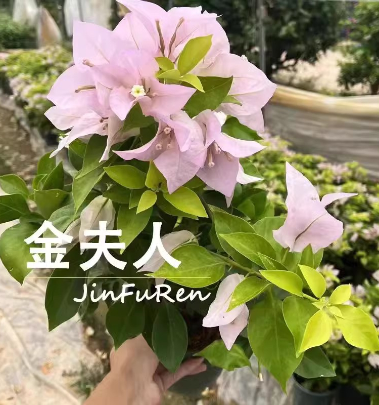 【广红樱】三角梅花四季室外阳台庭院爬藤飘枝植物基地直发壮苗 - 图3