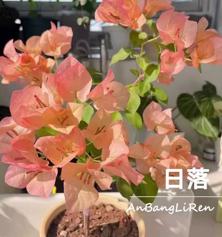 漳州耐寒三角梅口红栽花四季开花无纺布带土老桩小苗爬藤庭院植物 - 图0