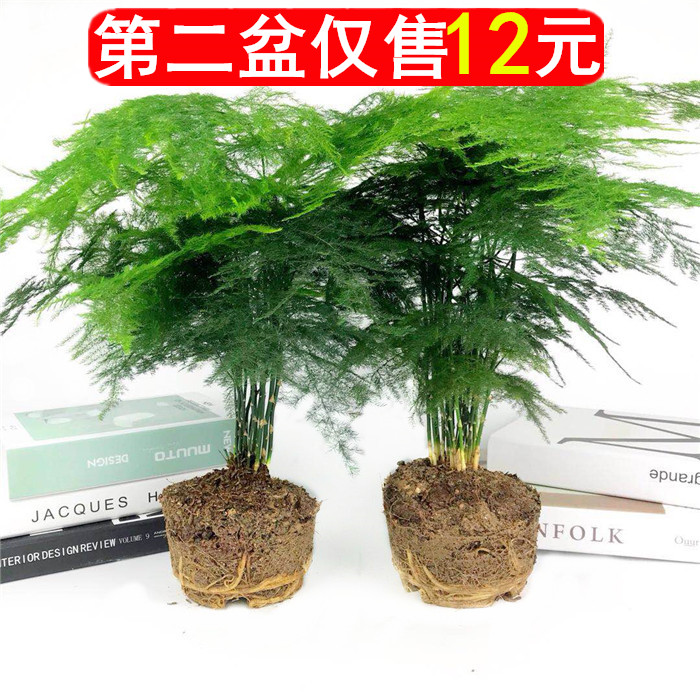 文竹盆景植物 室内绿色盆栽桌面吸甲醛净化空气观叶花卉绿植包邮