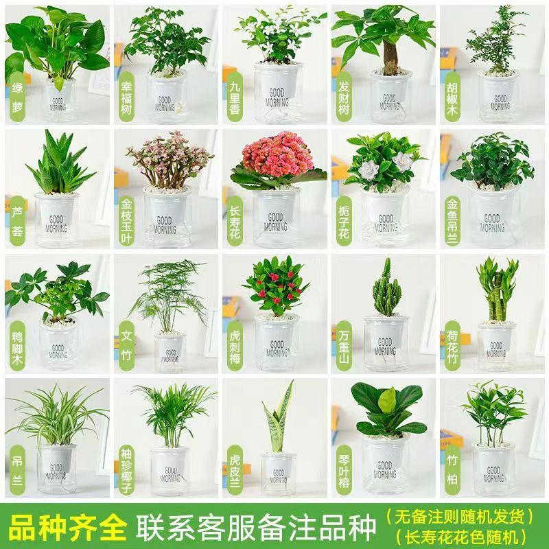 绿萝水培绿植物盆栽室内发财树富贵竹文吊兰薄荷多肉花卉四季好养 - 图0