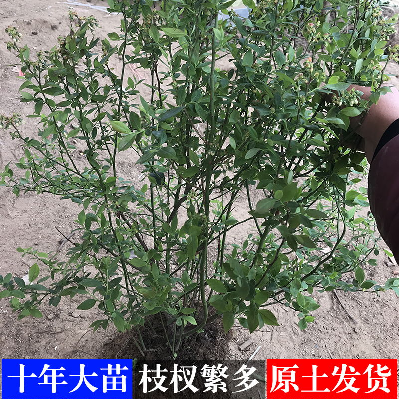 盆栽地栽蓝莓苗南北方种植当年结果薄雾蓝丰都克兔眼蓝梅果树苗 - 图2