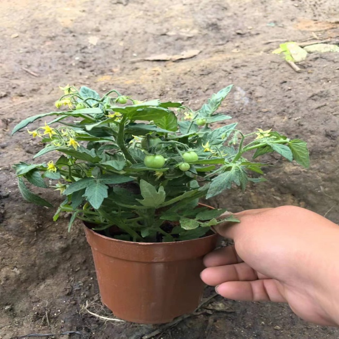 带花带果四季矮生番茄盆栽樱桃小圣女果阳台种植观赏食用原土 - 图1