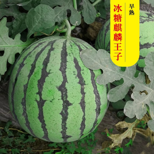 冰糖麒麟王西瓜苗秧王子种子8424早佳美都早熟红心皮薄甜爽脆四季 - 图0