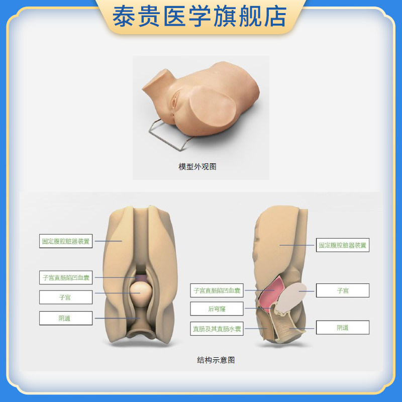 泰贵医学TG/阴道后穹窿穿刺模型 解剖位置准确妇科检查模型医学教学教具