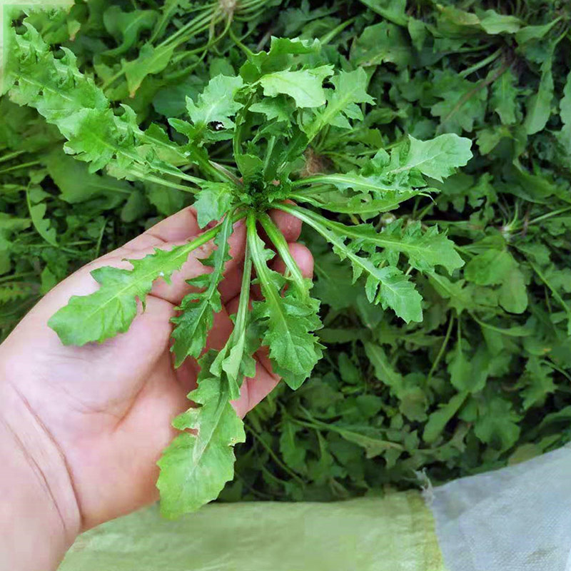 新鲜荠菜1-4斤现挖野生荠荠菜野菜白花荠菜饺子馅应当季地丁菜