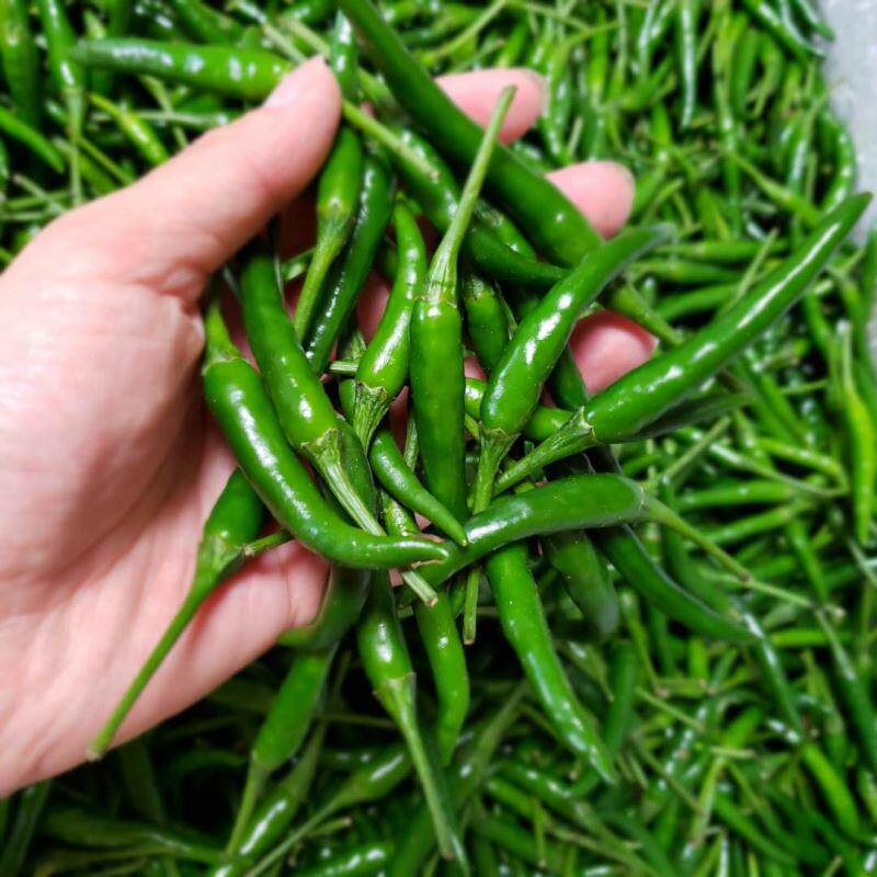 青小米椒新鲜5斤特辣青辣椒农家自种尖泡剁椒10蔬菜现摘朝指天椒3_虎窝淘