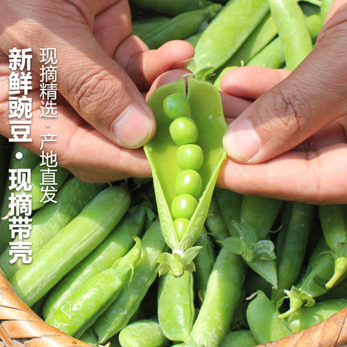 现摘新鲜豌豆云南带壳青豆角粒云南应当季农家蔬菜甜豆荚整箱包邮 - 图0