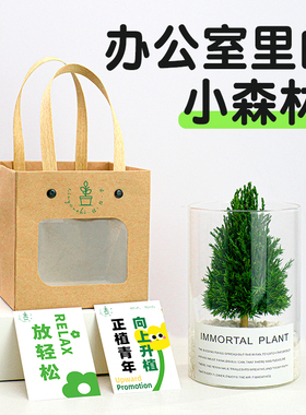 放青松植物办公桌情绪稳定摆件