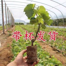 The grape seedlings potted the northern variety South to grow the fruit saplings of the year results with the earth to ship the grape trees