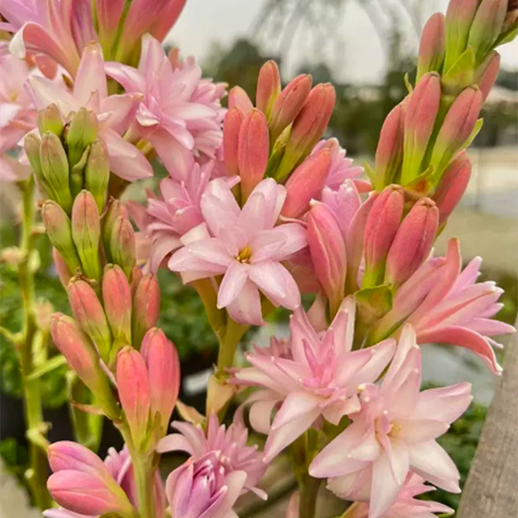 晚香玉种球夜来香花苗浓香型多年生植物室内外庭院四季易种活花卉 - 图1