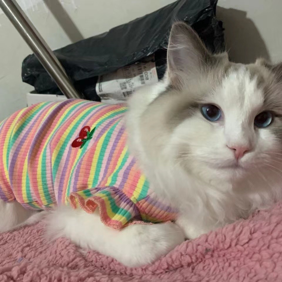 宠物猫咪衣服夏天ins防掉毛无袖猫猫背心夏季薄款布偶猫蓝猫英短 - 图1