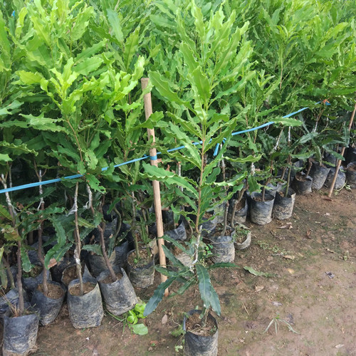 夏威夷果树果苗澳洲坚果苗嫁接澳洲坚果树苗桂热一号热带果苗带土 - 图3