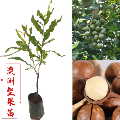 夏威夷果树果苗澳洲坚果苗嫁接澳洲坚果树苗桂热一号热带果苗带土 - 图0