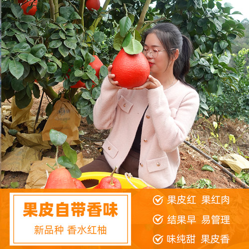 泰国暹罗香水红柚三红柚嫁接苗柚子树新品种红心纯甜水果树当年结 - 图0